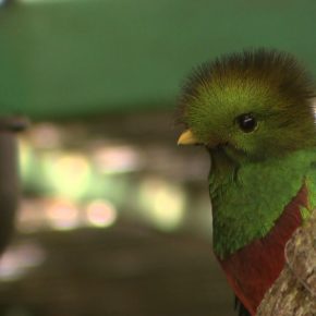 AVIARIO EL NIDO