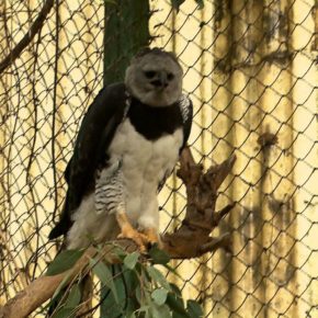 AVIARIO EL NIDO