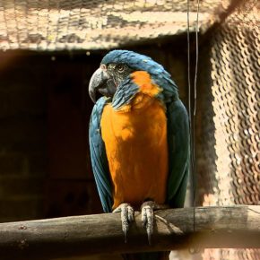 AVIARIO EL NIDO
