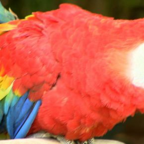 AVIARIO EL NIDO