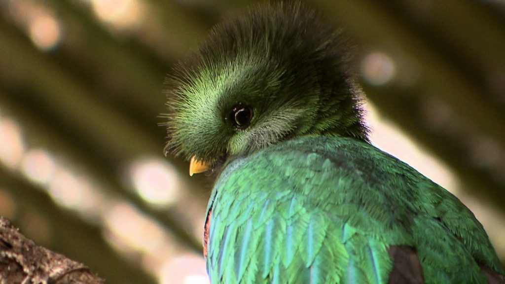 AVIARIO EL NIDO