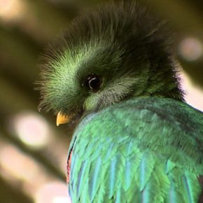AVIARIO EL NIDO