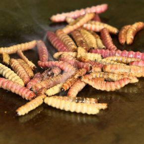 ACRIDOFAGIA Y OTROS INSECTOS