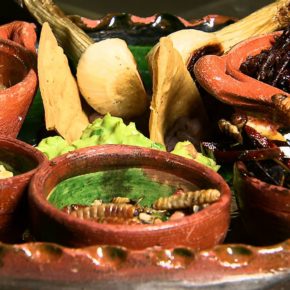 ACRIDOFAGIA Y OTROS INSECTOS