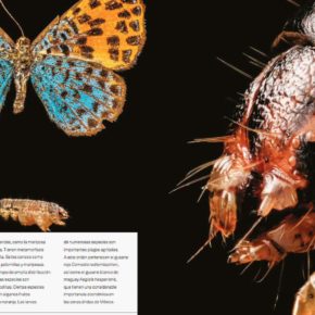 ACRIDOFAGIA Y OTROS INSECTOS