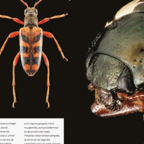 ACRIDOFAGIA Y OTROS INSECTOS