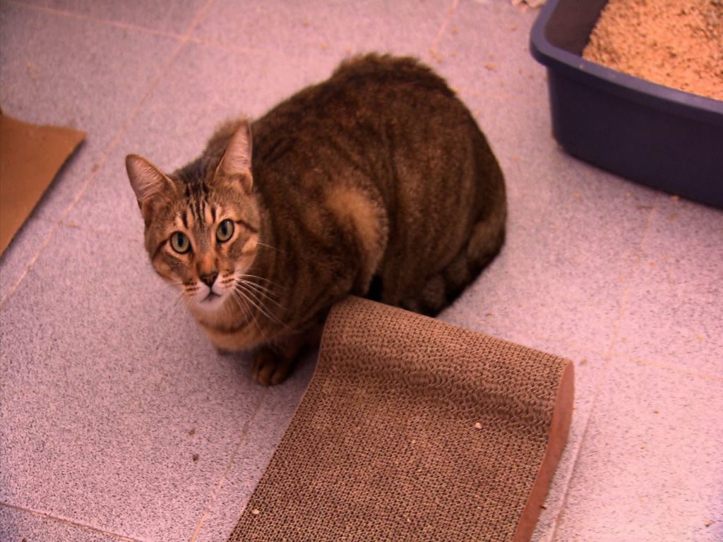 • CEME GATOS (Albergue para gatos afectados por el sismo)