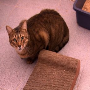 • CEME GATOS (Albergue para gatos afectados por el sismo)