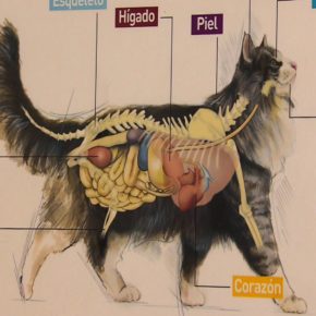 • CEME GATOS (Albergue para gatos afectados por el sismo)