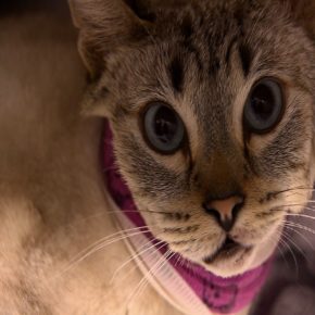 • CEME GATOS (Albergue para gatos afectados por el sismo)