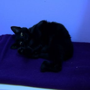 • CEME GATOS (Albergue para gatos afectados por el sismo)