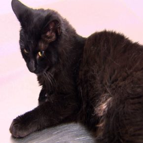 • CEME GATOS (Albergue para gatos afectados por el sismo)