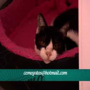 • CEME GATOS (Albergue para gatos afectados por el sismo)
