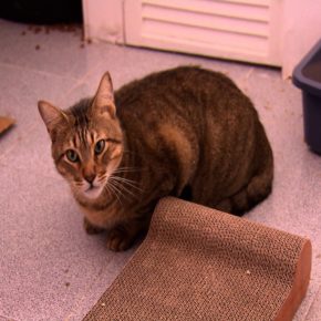 • CEME GATOS (Albergue para gatos afectados por el sismo)