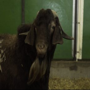 FERME CAPRIVOIX