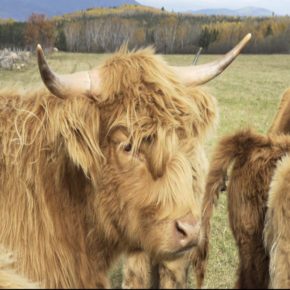 FERME CAPRIVOIX