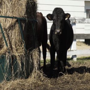 LA LAITERIE CHARLEVOIX