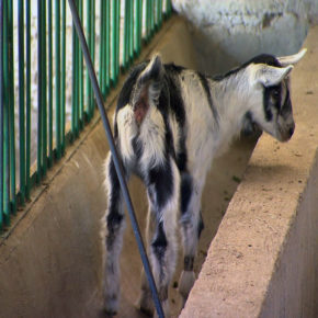 QUESOS SIERRA ENCANTADA
