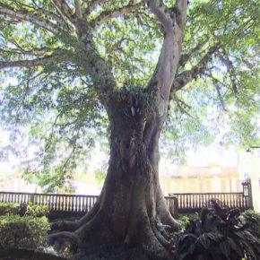 LA CEIBA GRÁFICA