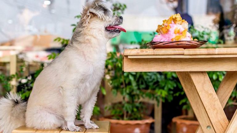 Los perros de la Ciudad de México